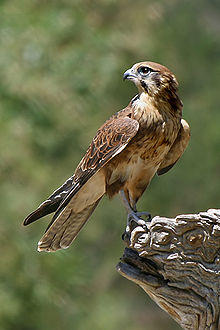Falcon Screen
